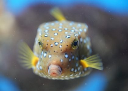 Two Oceans Aquarium - You've Earned It