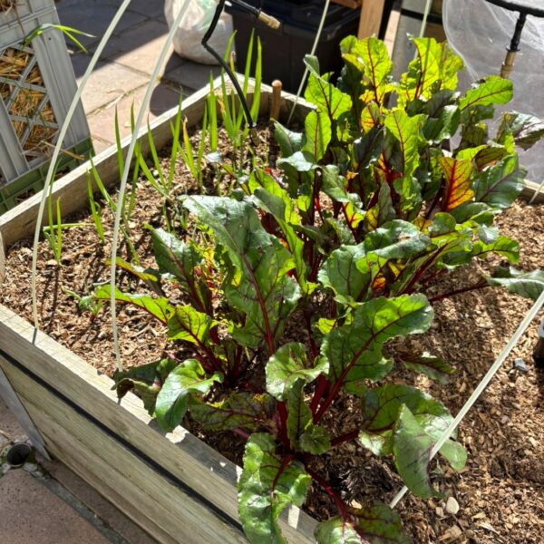 Beetroot and spring onions