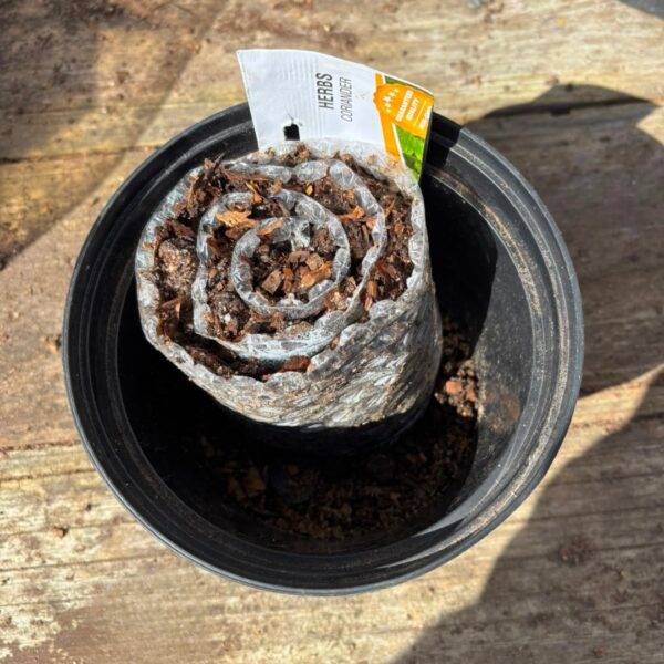 Bubble wrap seeds