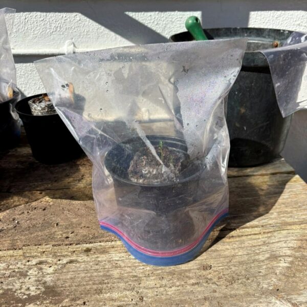 Ziplock Bag as mini greenhouse