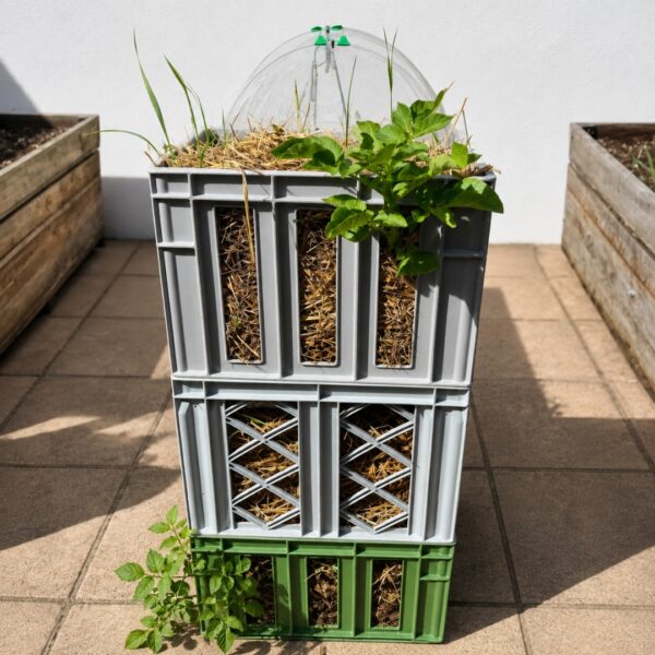 Growing potatoes in crates